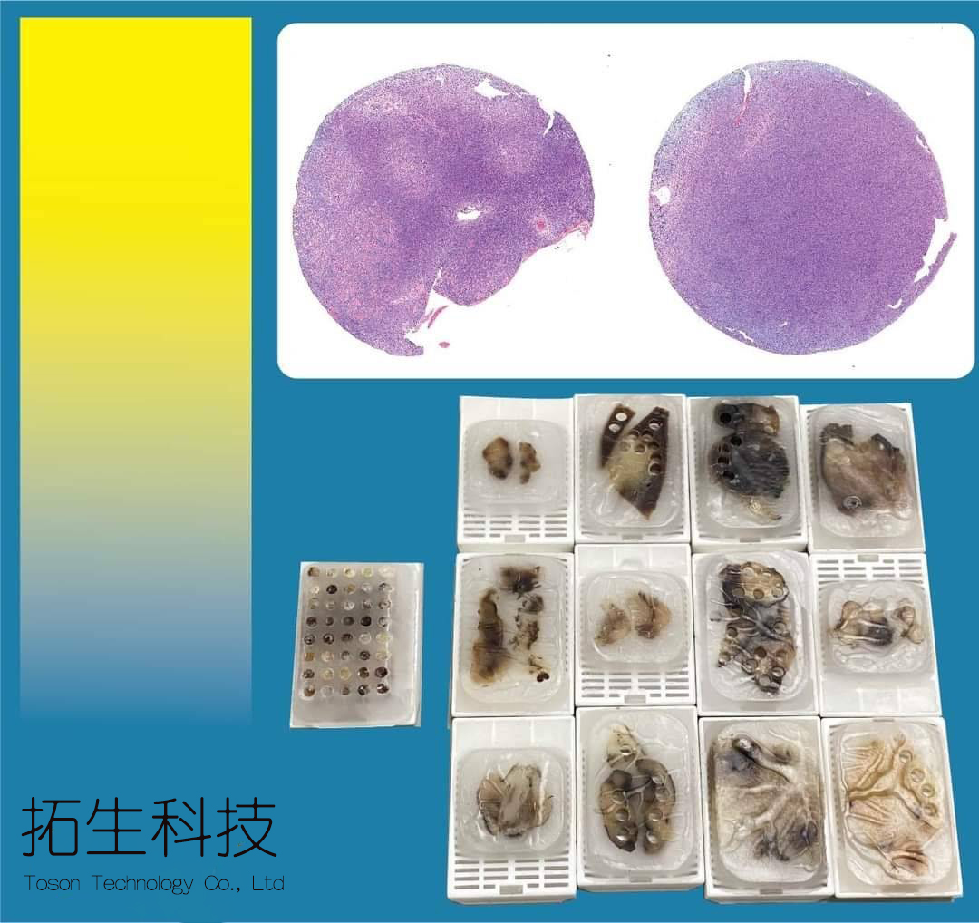 硬骨包埋切片(MMA包埋) 硬骨包埋切片(MMA包埋)