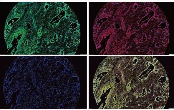 免疫螢光染色(IMMUNOFLUORESCENCE 免疫螢光染色(IMMUNOFLUORESCENCE