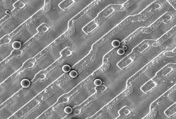 Surf-Cal 尺寸標準微粒