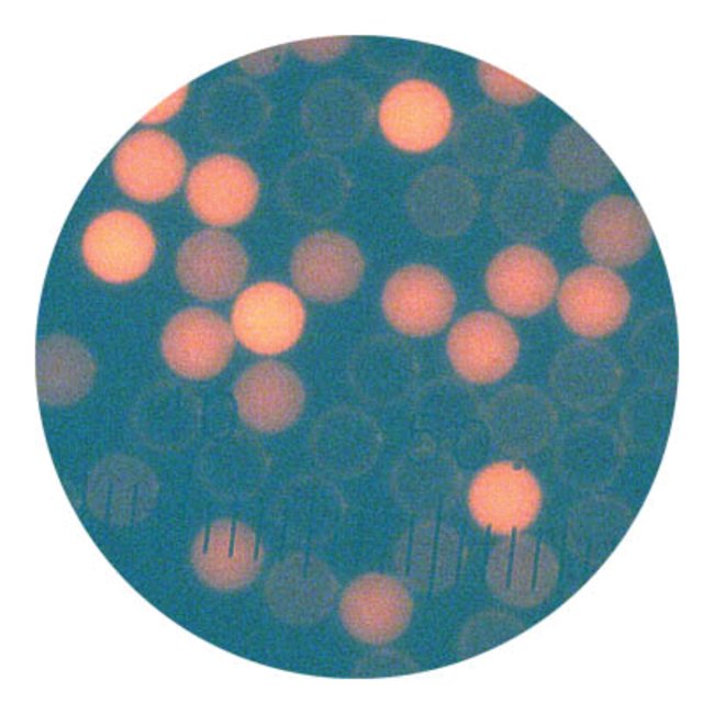 Cyto-Cal™ 校直微球