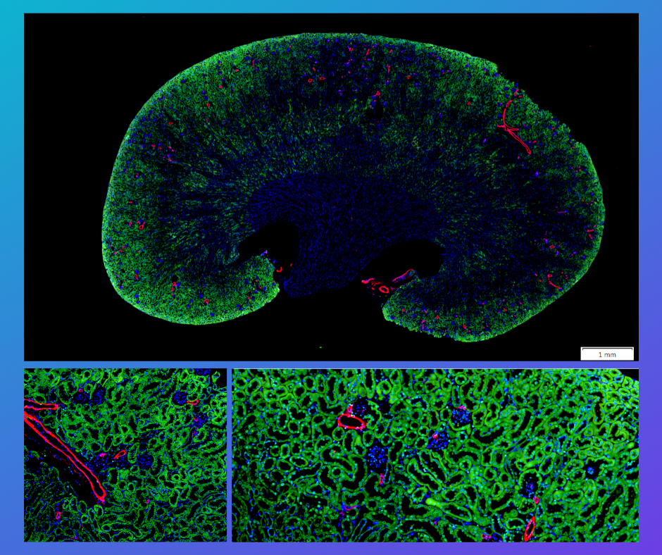 免疫螢光染色(IMMUNOFLUORESCENCE 免疫螢光染色(IMMUNOFLUORESCENCE