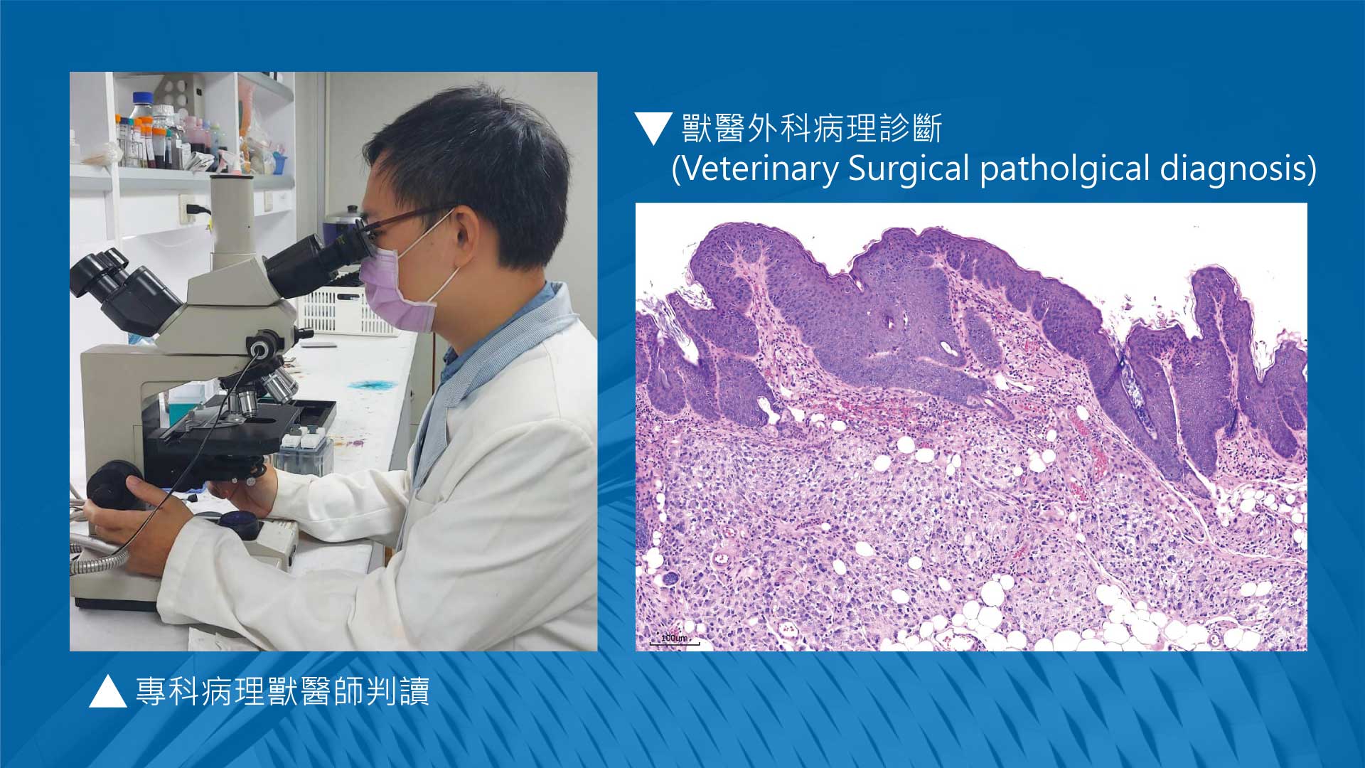 動物病理判讀報告